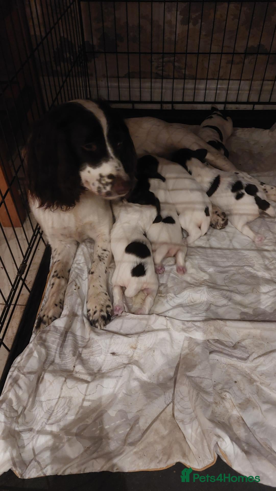 English Springer Spaniel dogs Springer spaniel pups  - Advert 1