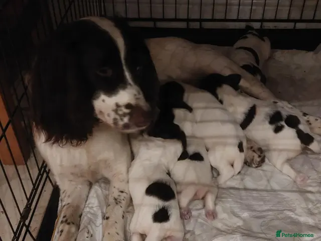 English Springer Spaniel dogs for sale: Springer spaniel pups - Advert 1