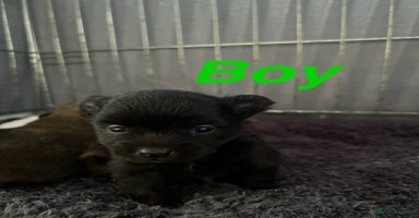 Pomapoo dogs Beautiful Pom puppies 🐶  - Advert 10