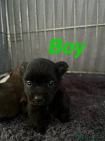 Pomapoo dogs Beautiful Pom puppies 🐶 - Advert 4