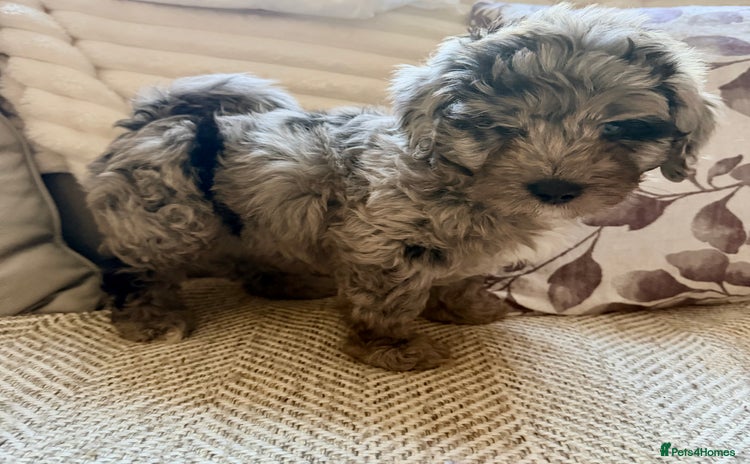 Lhasapoo dogs - Advert 3
