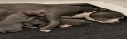 Staffordshire Bull Terrier dogs for sale: PURE Staffordshire Bull Terrier pups for sale - Advert 9