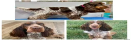 Cocker Spaniel dogs for sale: Health tested Cocker Spaniels - Advert 5