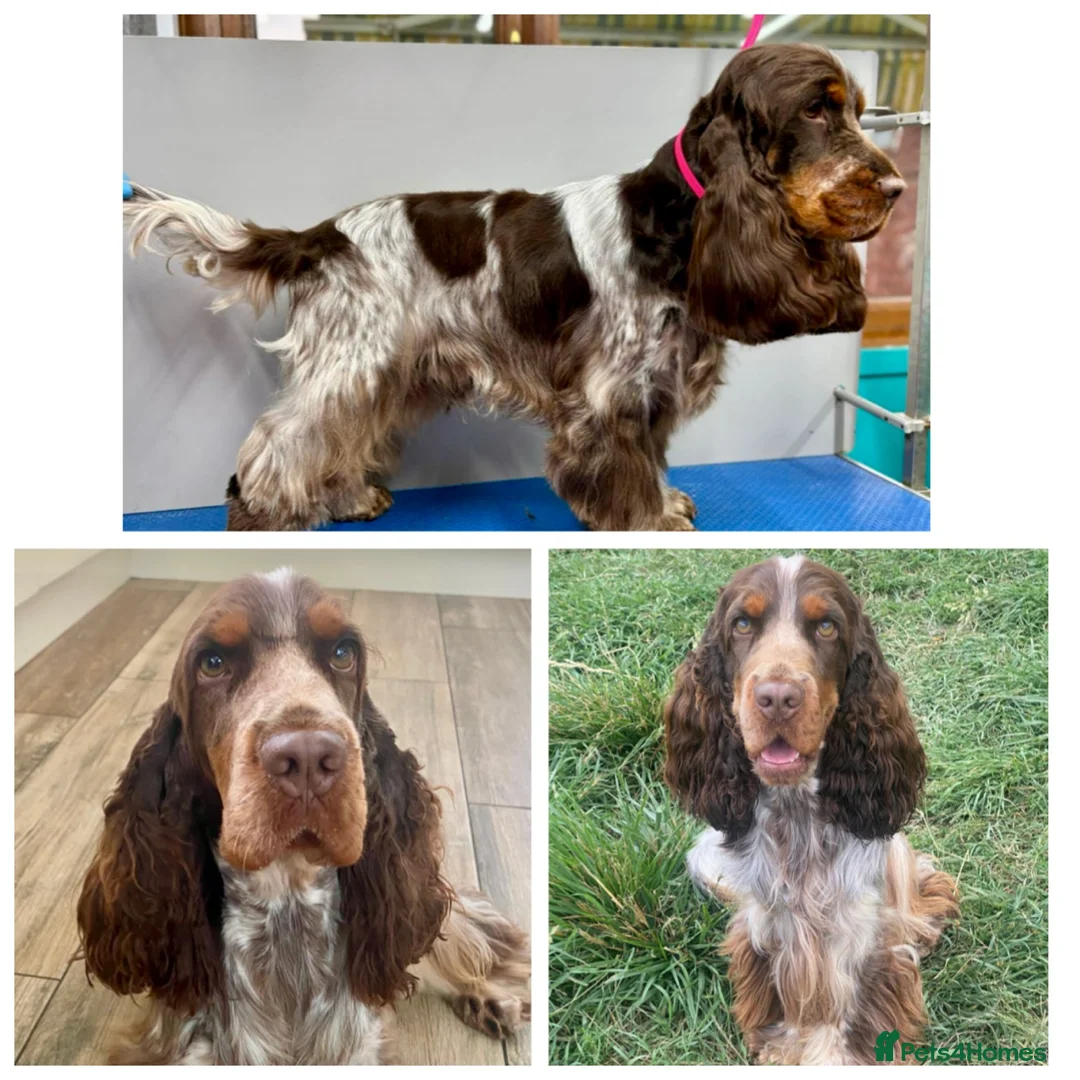 Cocker Spaniel dogs for sale: Health tested Cocker Spaniels - Advert 5