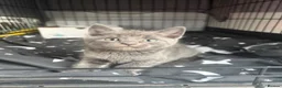 Scottish Fold cats for sale: 🐾 Beautiful Scottish Mix Kittens 🐾 - Advert 13