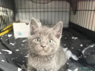 Scottish Fold cats 4 LEFT Beautiful Scottish Fold X Kittens - Advert 12