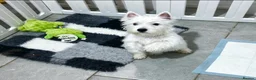 West Highland Terrier dogs for sale: 1 quality kc boy puppy  - Advert 1