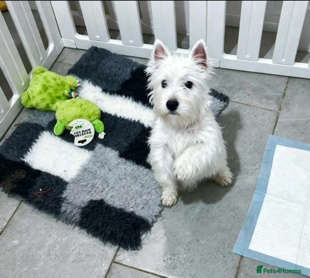 West Highland Terrier dogs for sale: 1 quality kc boy puppy  - Advert 1
