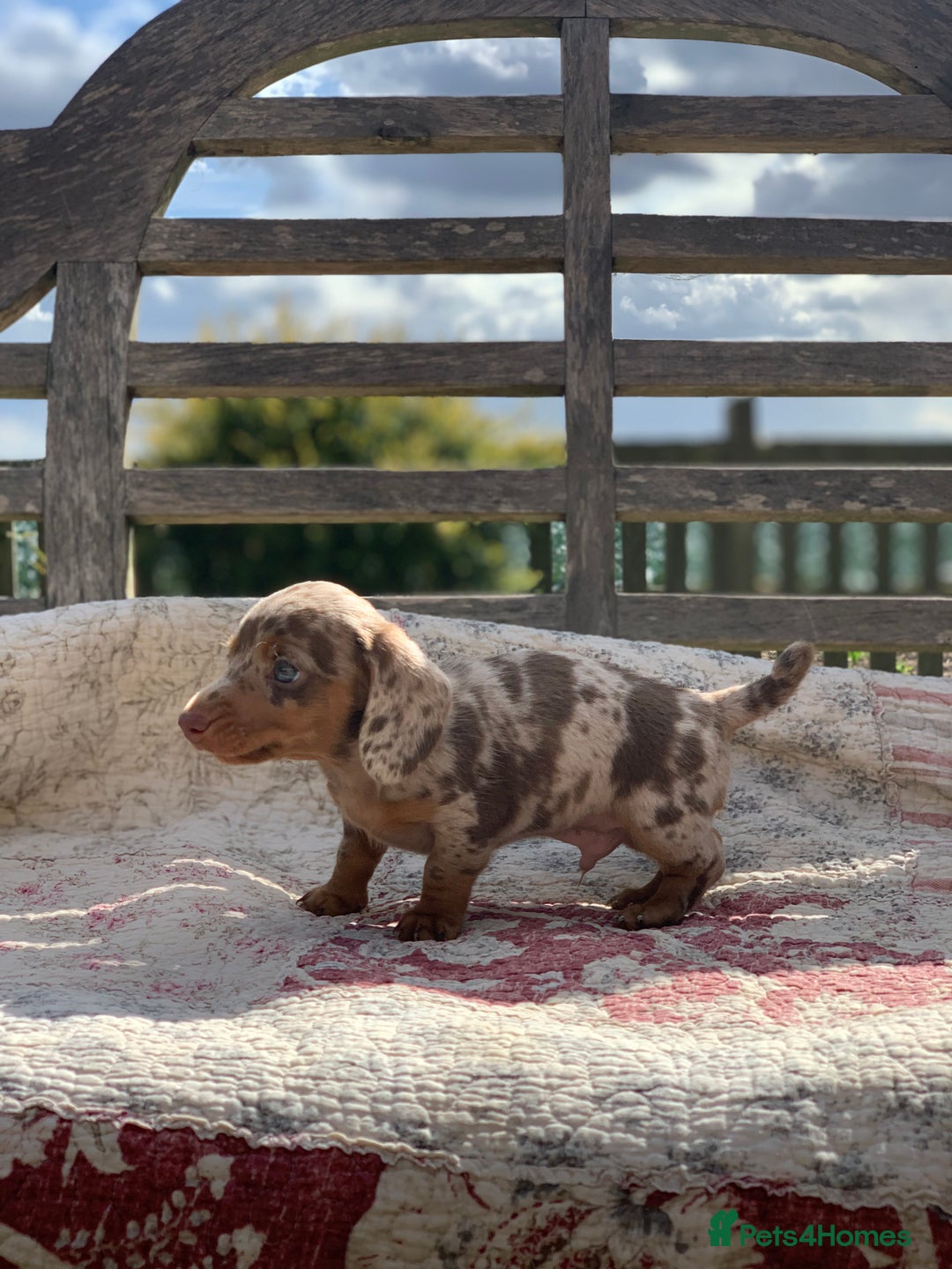 Miniature Dachshund dogs for sale: Beautiful Isabella mini dachshund  - Image 6