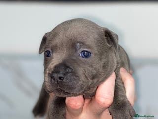 Staffordshire Bull Terrier dogs Show Quality Staffy pups (Kassius Pup) - Advert 4