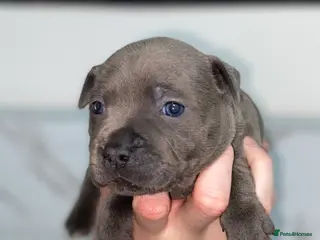 Staffordshire Bull Terrier dogs Show Quality Staffy pups (Kassius Pup) - Advert 4