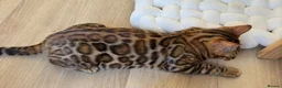 Bengal cats for sale: The last kitten: affectionate Bengal boy ❤️ - Advert 6