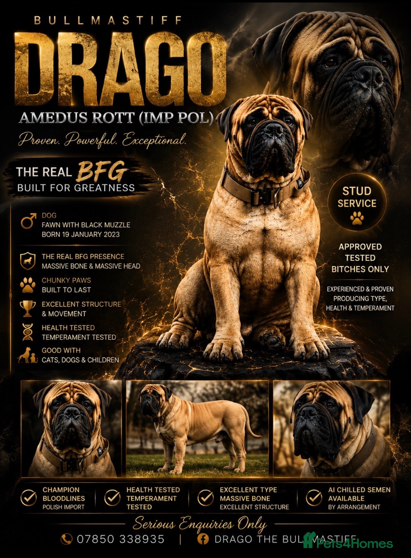 Bullmastiff dogs KC BULLMASTIFF STUD ONLY  - Advert 1