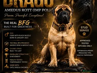 Bullmastiff dogs KC BULLMASTIFF STUD ONLY - Advert 1