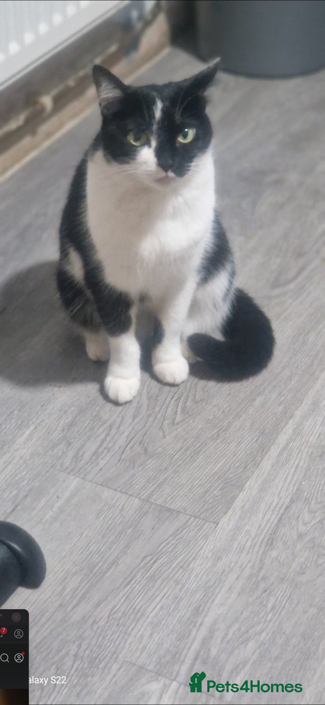 Mixed Breed cats Moggy for sale  - Advert 3