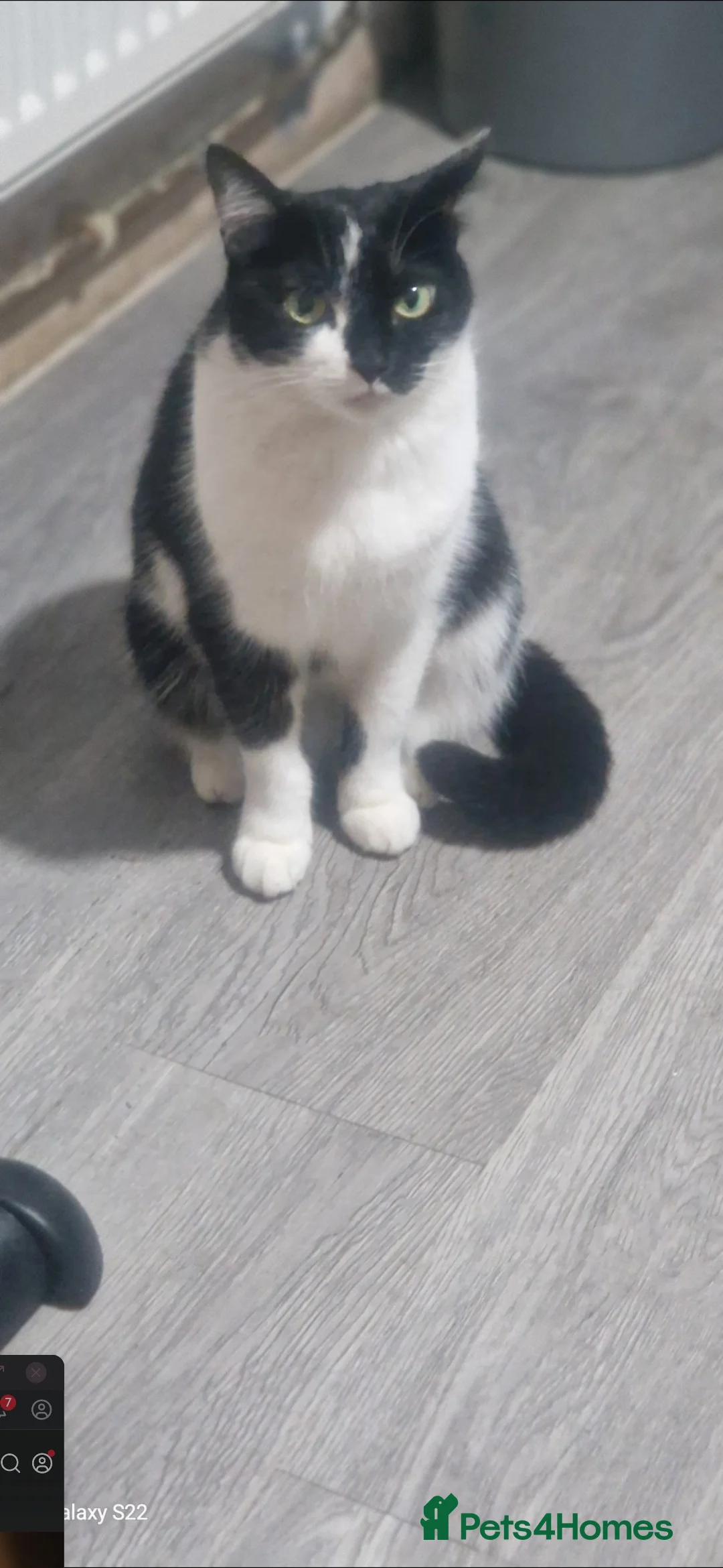 Mixed Breed cats for sale: Moggy for sale  - Advert 1