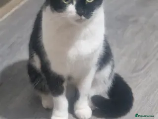 Mixed Breed cats Moggy for sale - Advert 3