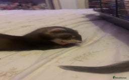 Ferret rodents for sale: 2 hobs - Image 5