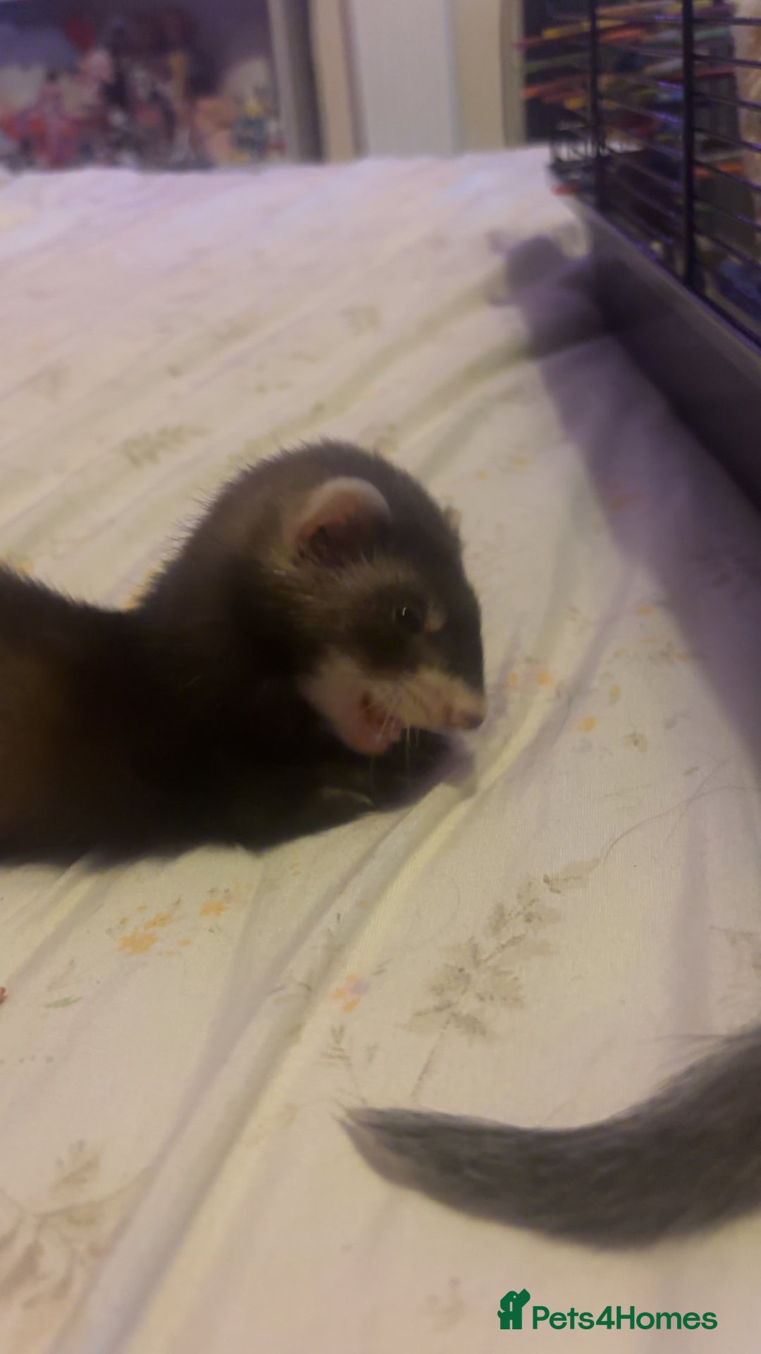 Ferret rodents for sale: 2 hobs - Image 5