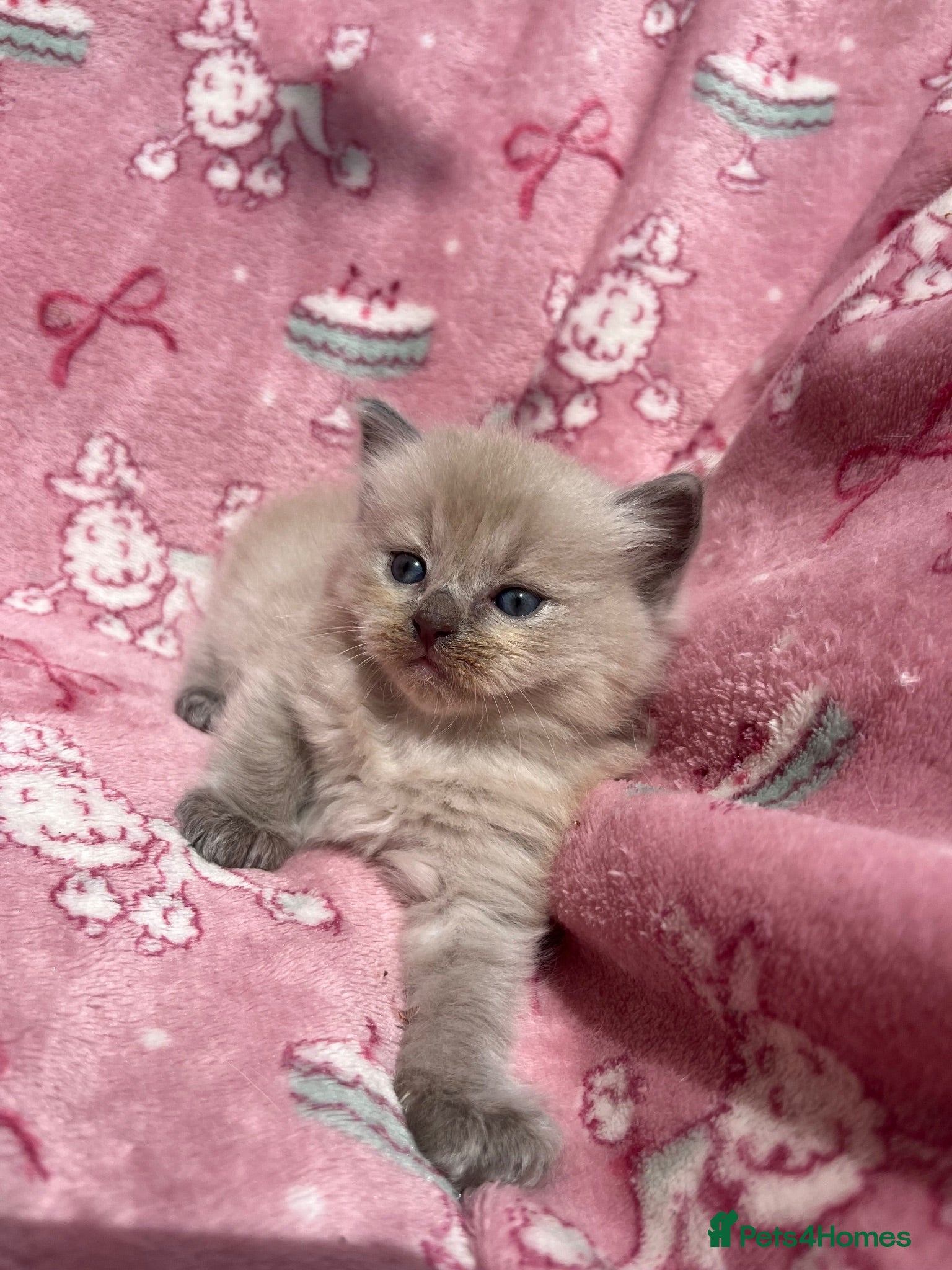 Ragdoll cats Beautiful mink & traditional ragdoll kittens  - Advert 7