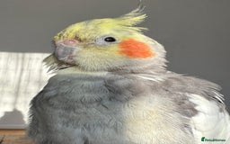 Cockatiels birds for sale: Hand tamed young Cockatiel  - Image 1