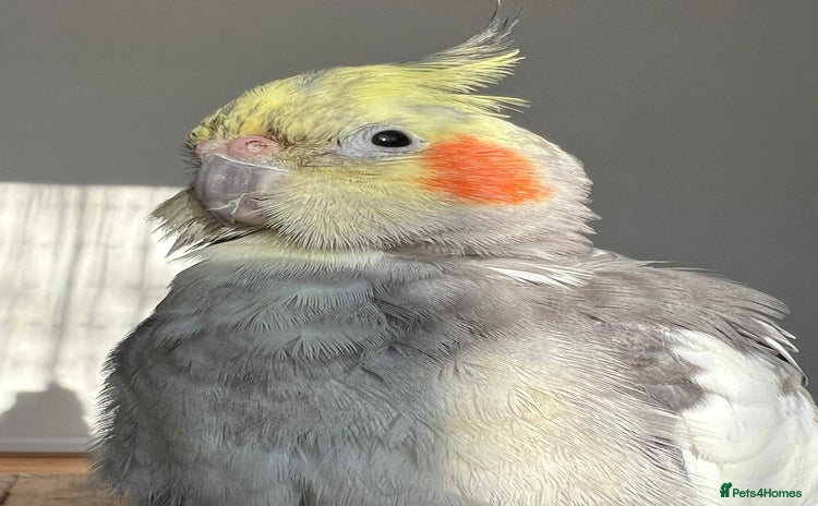 Cockatiels birds - Advert 4