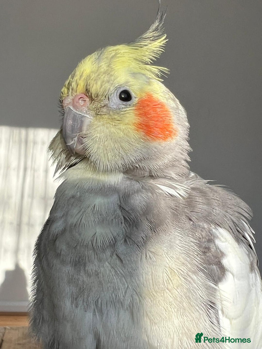 Cockatiels birds for sale: Hand tamed young Cockatiel  - Image 1