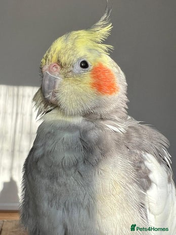 Cockatiels birds - Advert 4