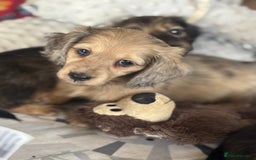 Miniature Dachshund dogs for sale: Miniature longhair dachshunds health test parents  - Image 8