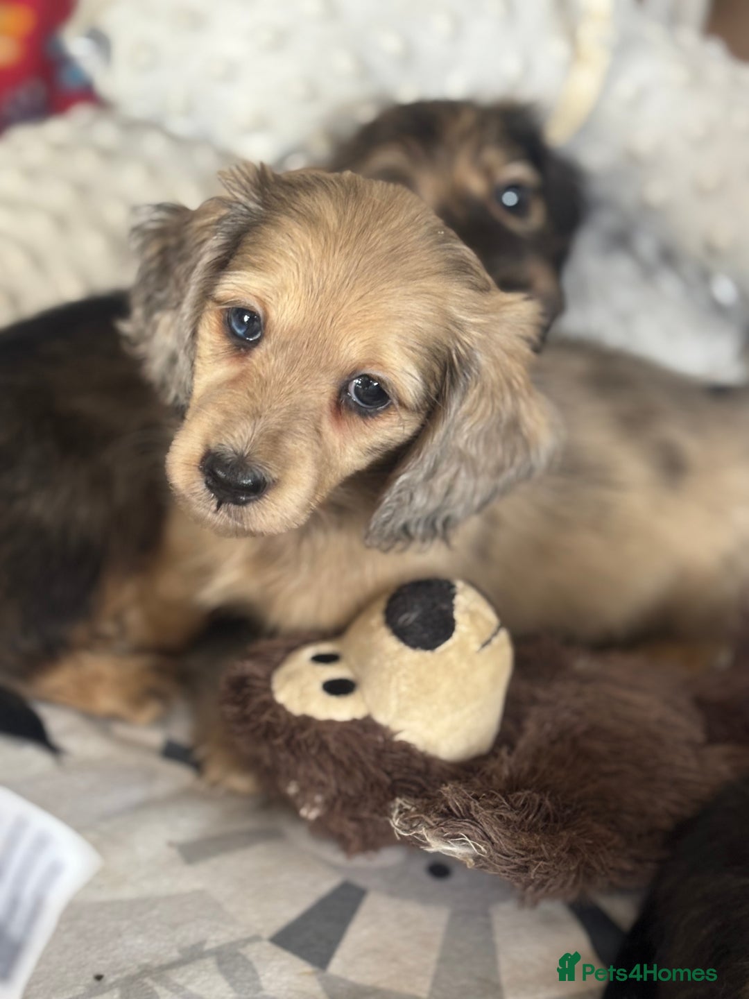 Miniature Dachshund dogs for sale: Miniature longhair dachshunds health test parents  - Image 8