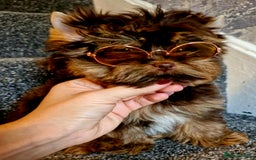 Yorkshire Terrier dogs for sale: Chocolate Tiny Boy  - Image 3