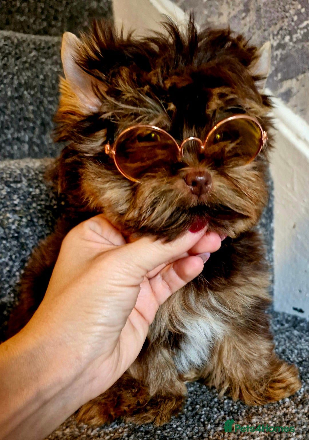 Yorkshire Terrier dogs for sale: Chocolate Tiny Boy  - Image 3