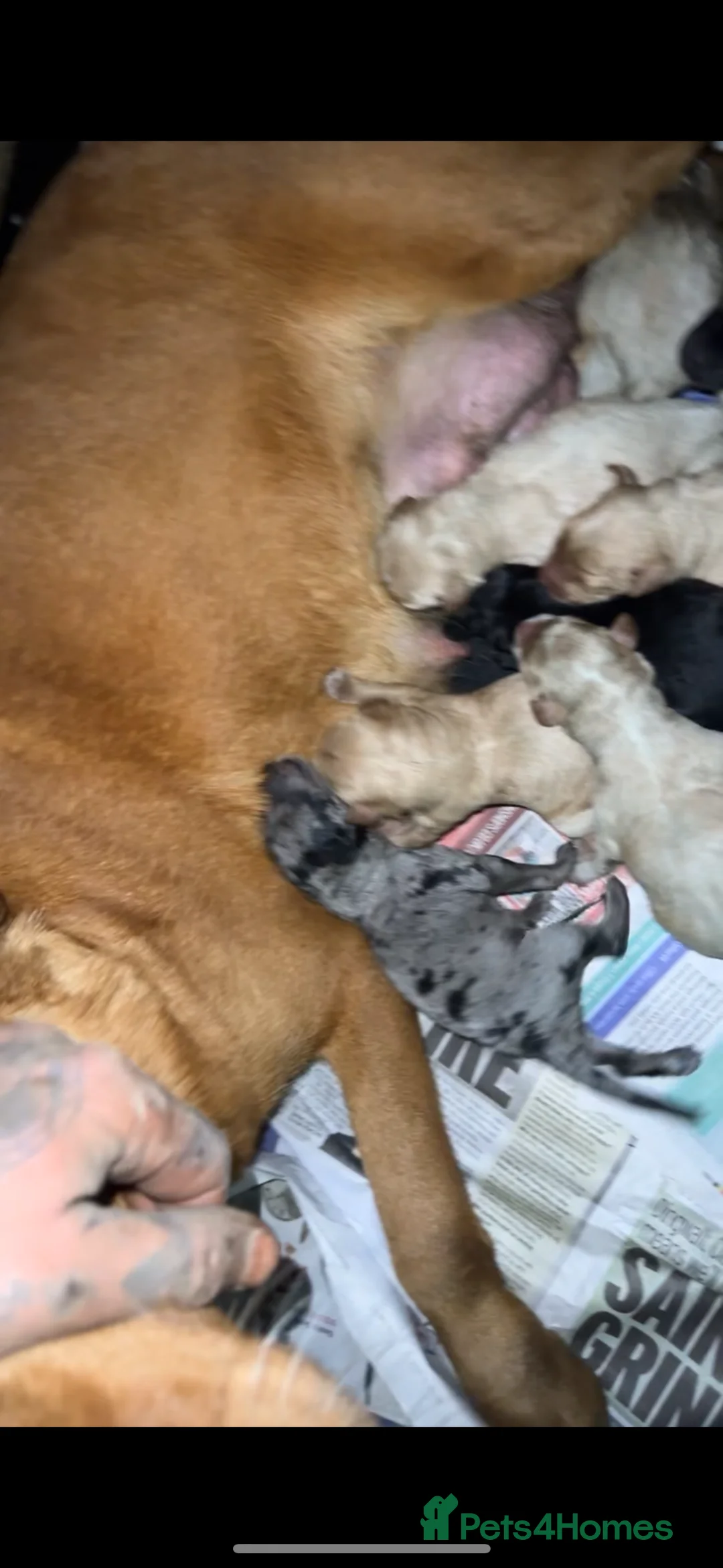 Labradoodle dogs for sale: miniature labradoodles pups  - Advert 2