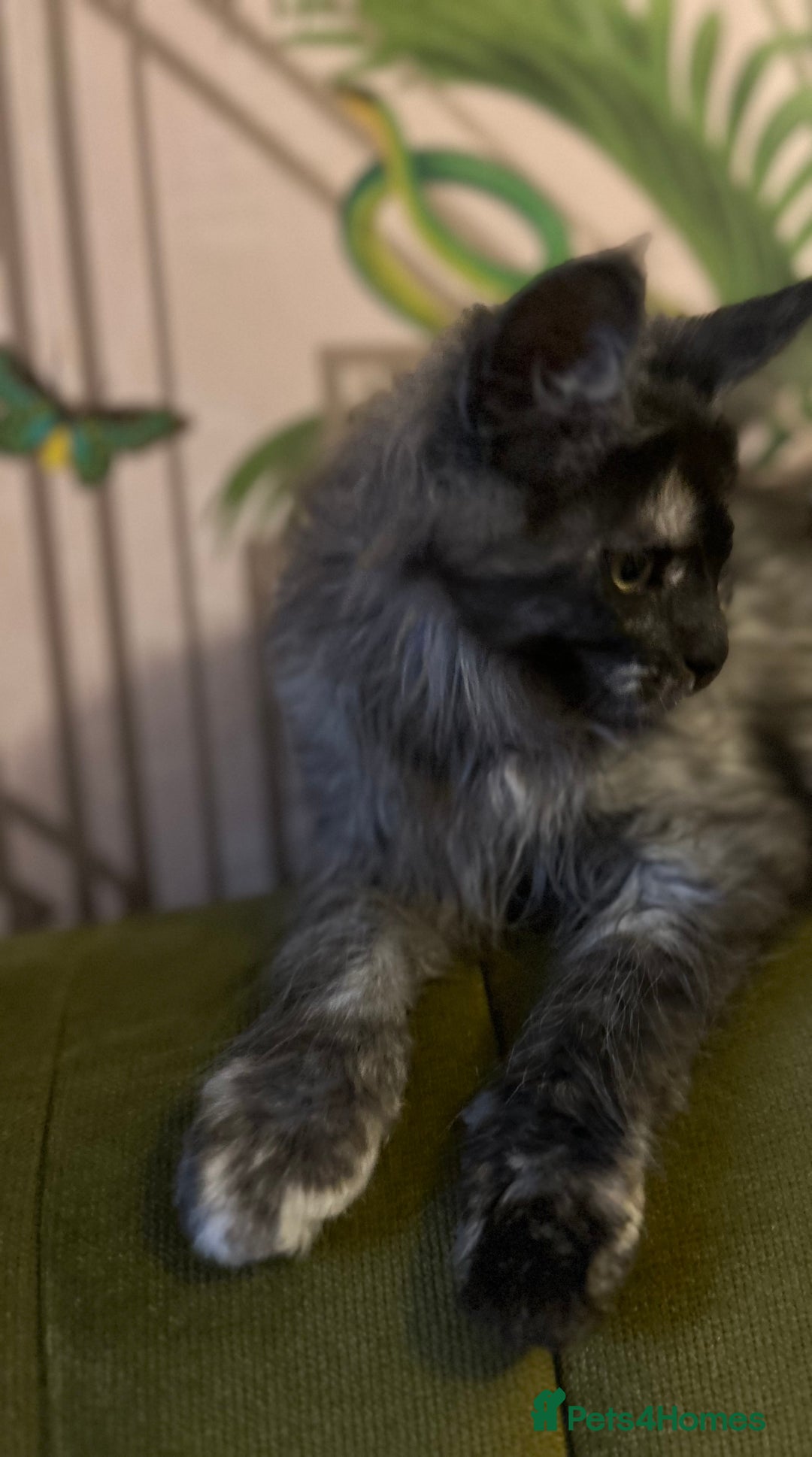 Maine Coon cats for sale: 🔥 TICA Maine coon kittens 🔥  READY NOW 💕💕 - Image 35