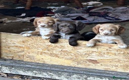 Cocker Spaniel dogs for sale: Beautiful cocker spaniel puppies  - Image 4