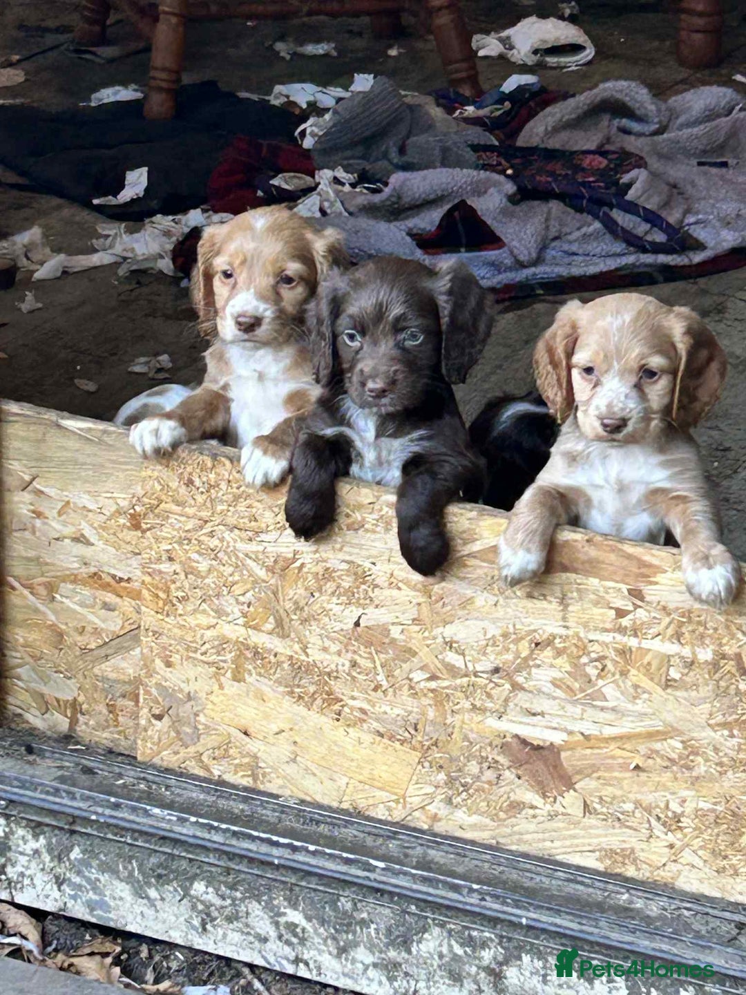 Cocker Spaniel dogs for sale: Beautiful cocker spaniel puppies  - Image 4