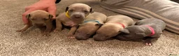 Italian Greyhound dogs for sale: Beautiful Italian Greyhound Puppies - Advert 4