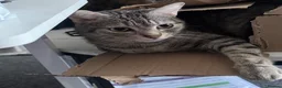 Domestic Shorthair cats for sale: Male Cat Free 2 the right home - Advert 1