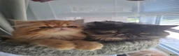 Persian cats for sale: GCCF Registered kittens for sale - Advert 10