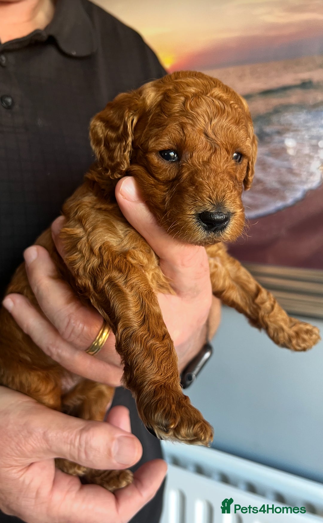 Goldendoodle dogs for sale: One Beautiful girl mini golden doodle available  - Advert 12