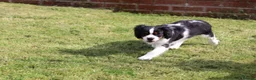 Cavalier King Charles Spaniel dogs for sale: Beautiful Cavalier King Charles Spaniel male  - Advert 28