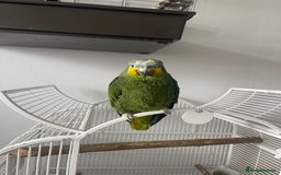 Parrots birds for sale: Amazon bird  - Image 3