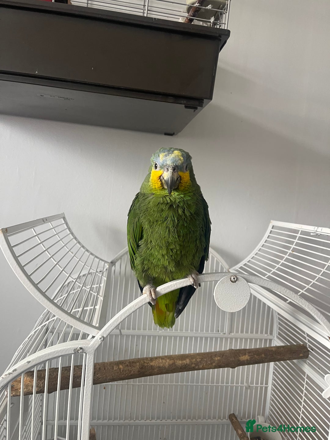 Parrots birds for sale: Amazon bird  - Image 3