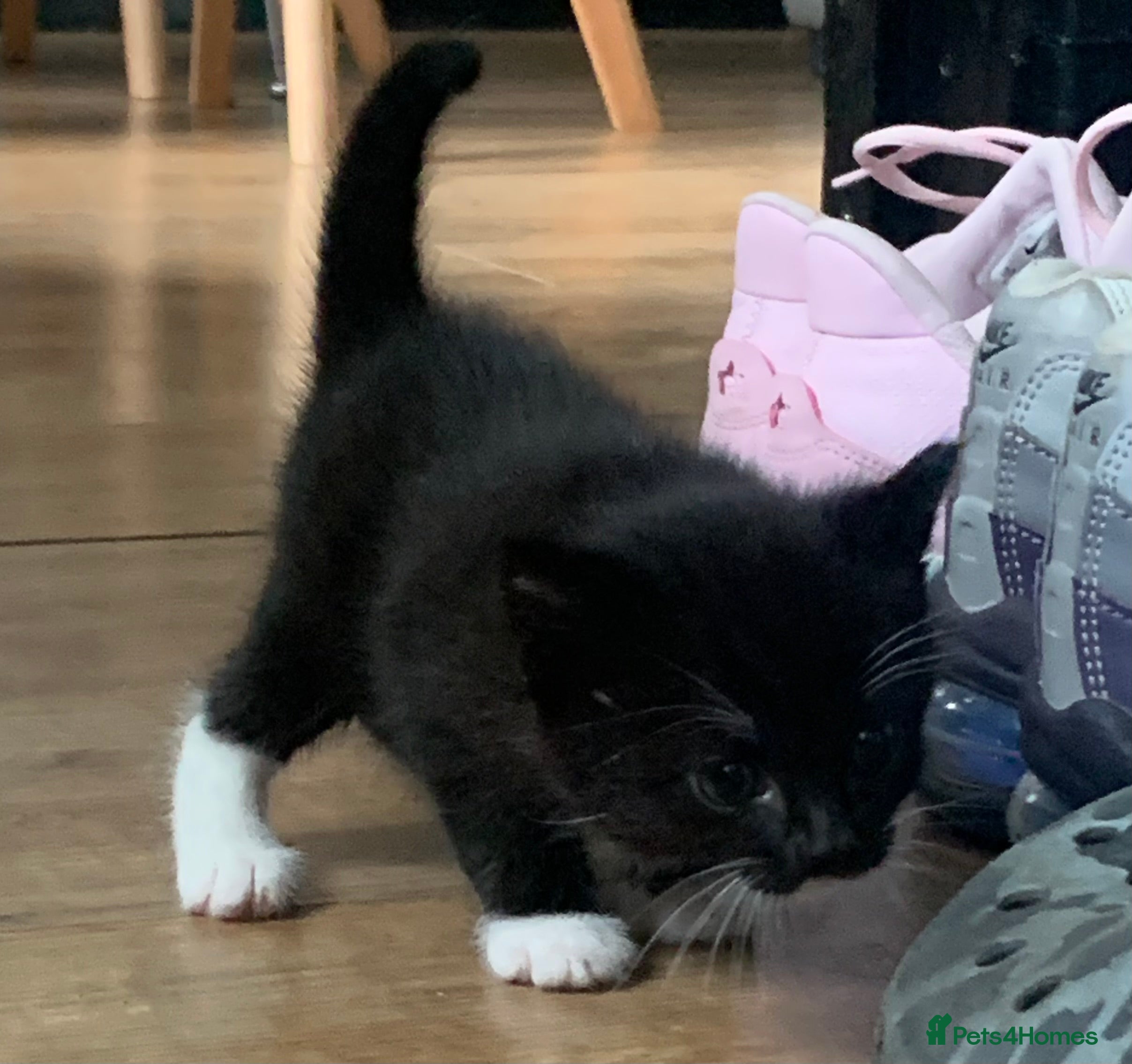 Mixed Breed cats for sale: ❤️Beautiful Tuxedo X British long hair kittens❤️  - Advert 5