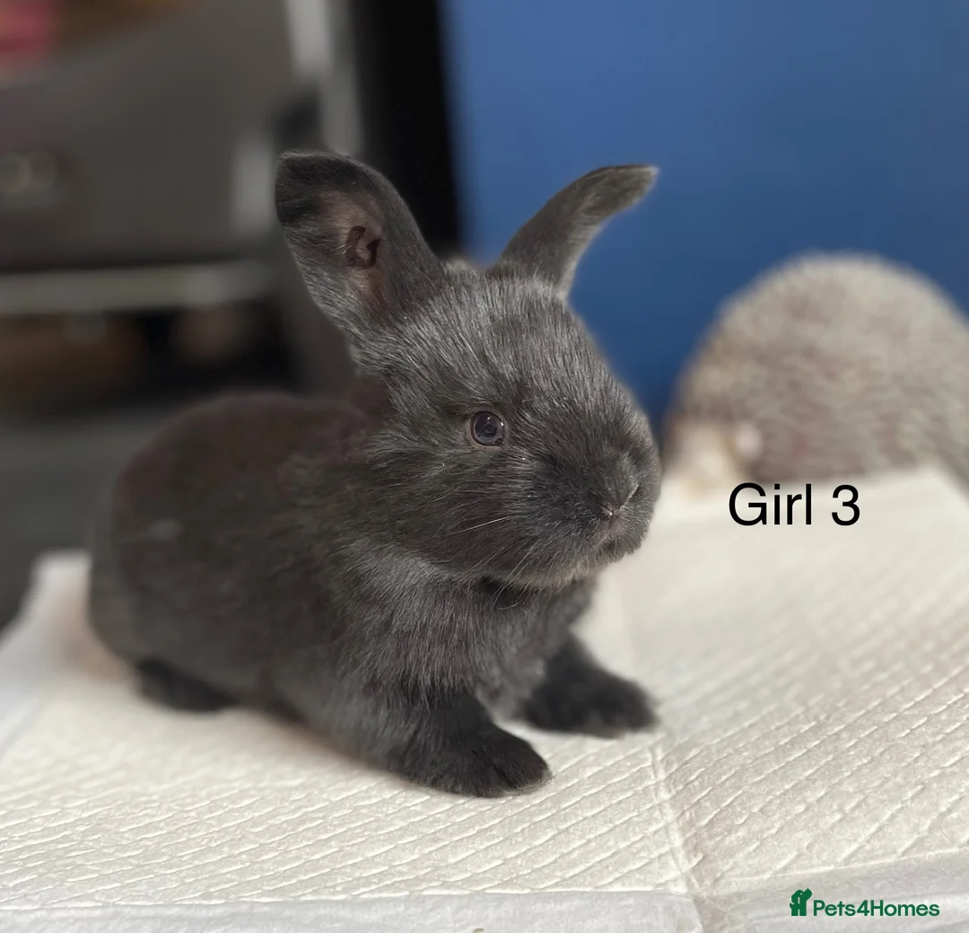Continental Giant rabbits for sale: Brand new litter pure bred continental giants - Advert 7