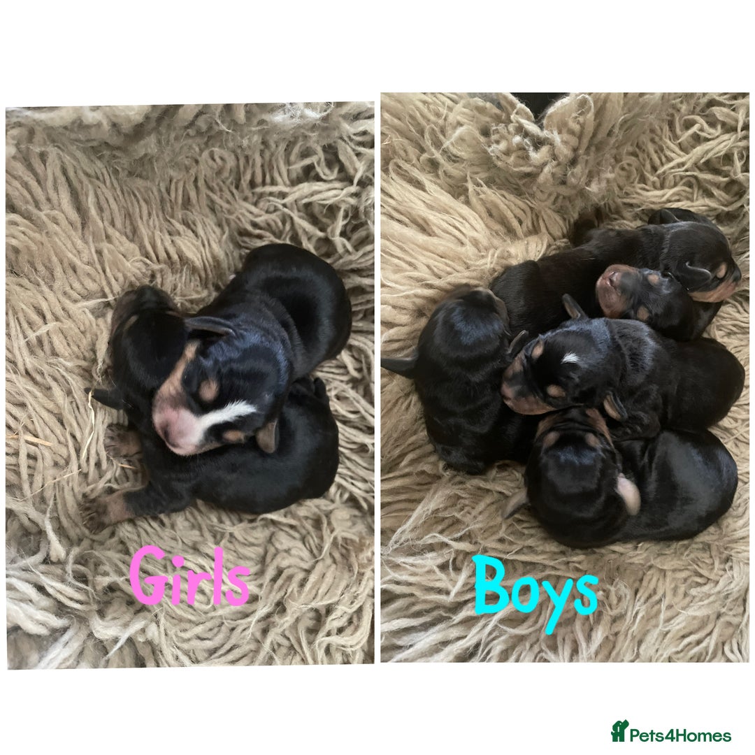 Mixed Breed dogs for sale: Beautiful Border Terrier X Show cocker spaniels  - Advert 3