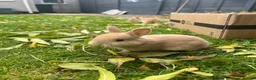 Netherland Dwarf rabbits for sale: 5 Netherland Dwarfs Baby Rabbits (3 weeks old)  in Birmingham - Advert 3