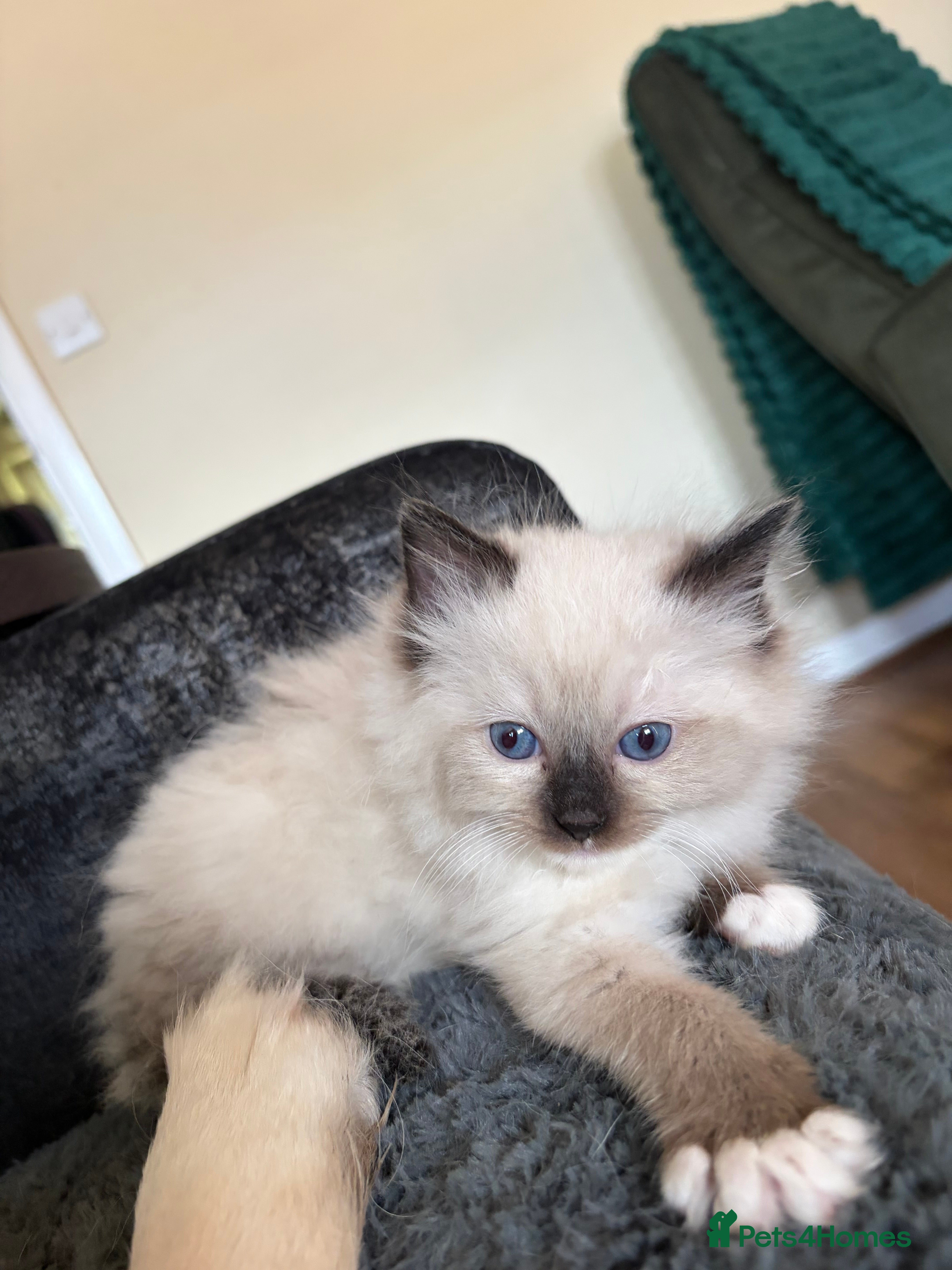 Ragdoll cats Stunning Ragdoll kittens  - Advert 2