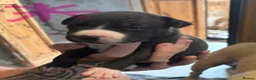 Staffordshire Bull Terrier dogs for sale: 7 chunky Staffy pups  - Advert 3