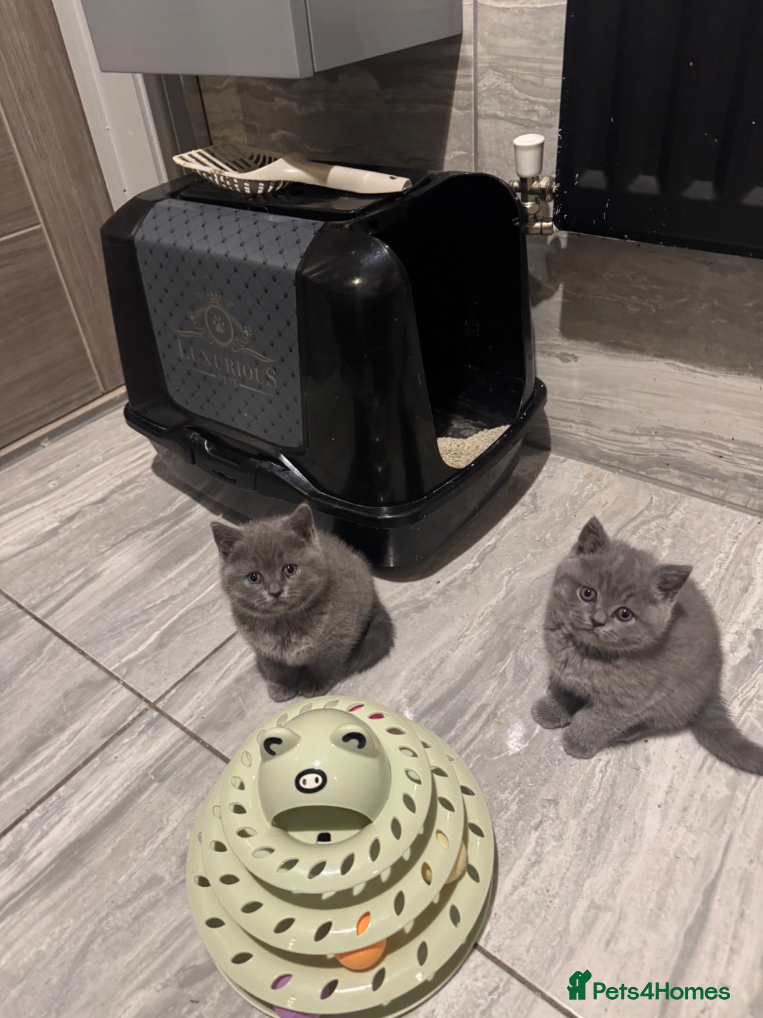 British Shorthair cats RADY NOW beautiful 2 boys 1 girl - Advert 5